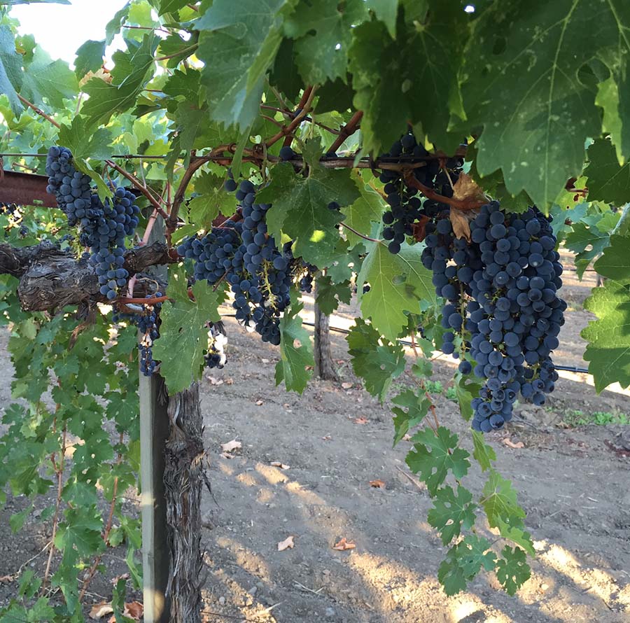 vines1.1 Grape Vines
